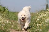 CHIEN FINNOIS DE LAPONIE 480
